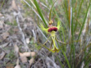 Butterfly orchid