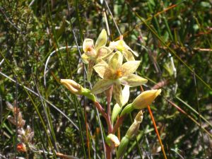 Custard Orchid