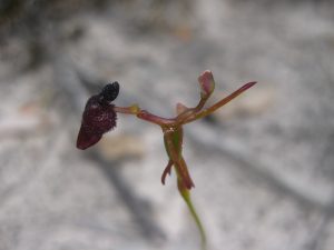 King in his carriage hammer orchid