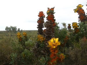 Royal Hakea