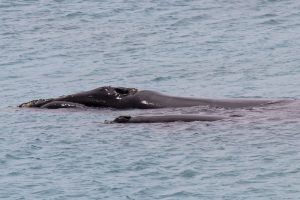 whale-and-calf-pt-ann